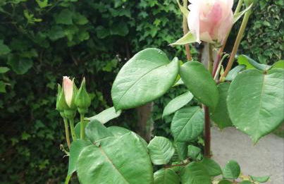 Giardino delle rose - Foto 49