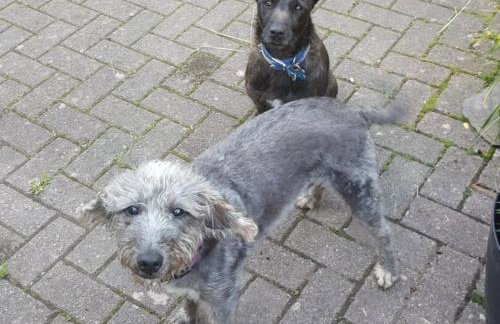 Dinerth Cottage - Foto 12