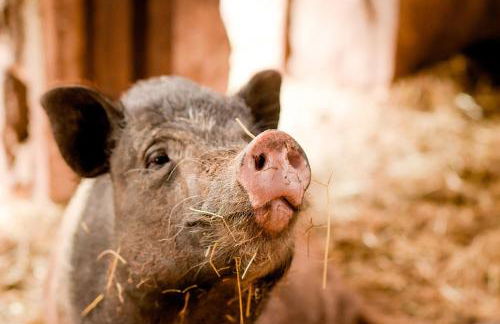 Nengshof Ferienhaus Glockenblume - Foto 32