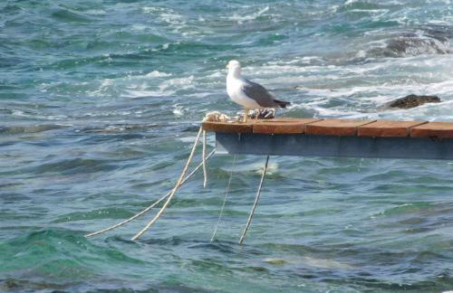 Apartments Mirjana - Photo 14