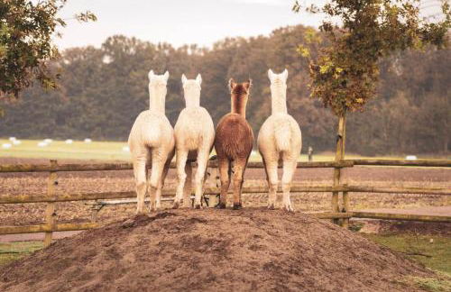 Ferienwohnung Sternenzelt Alpakas - Natur & Tiere hautnah erleben - Foto 47