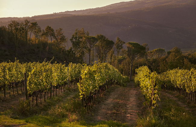 Tenuta San Vito - Foto 23