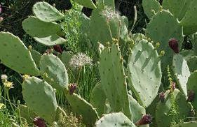 gite LAPAZ/jacuzzi privé/piscine - Foto 48