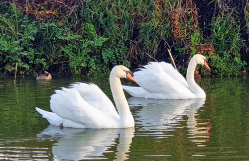 Monte Calmaria by Estilo Lusitano, with private pool and Jacuzzi - Foto 33