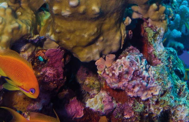 Livorno Aquarium Ticket - Foto 1