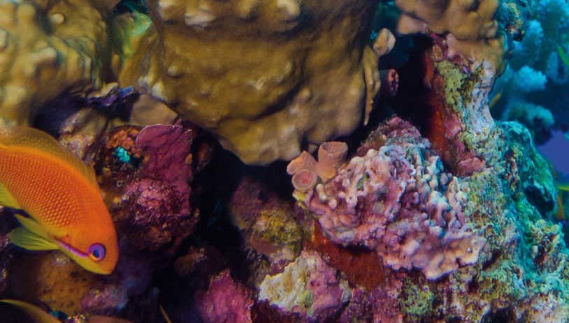 Peces nadando entre corales