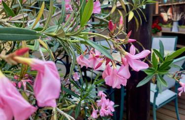 Entre Ried et Rhin - Foto 32