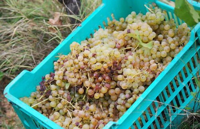 Agriturismo Cascina degli Ulivi - Foto 6