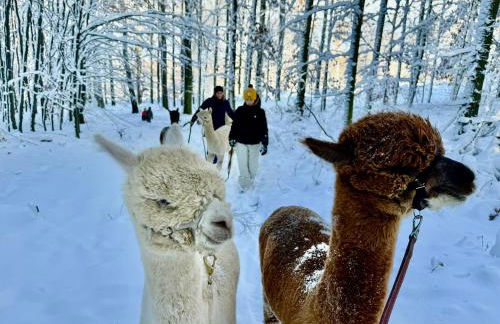 TOP moderne FeWo - Alpakahof zum Himmelreich, traumhafte Lage, Terrasse mit Weitblick, kostenfreier Parkplatz, Nähe Kurklinik, optional Sauna - Foto 25