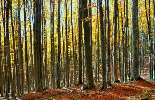 Appartamento Borgo Mezzo - Foto 15