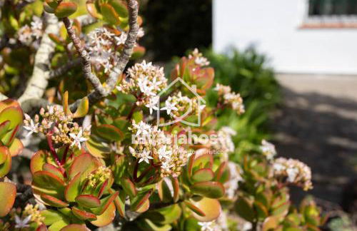 Tegas: Tacoronte, by Nivariahost - Foto 29