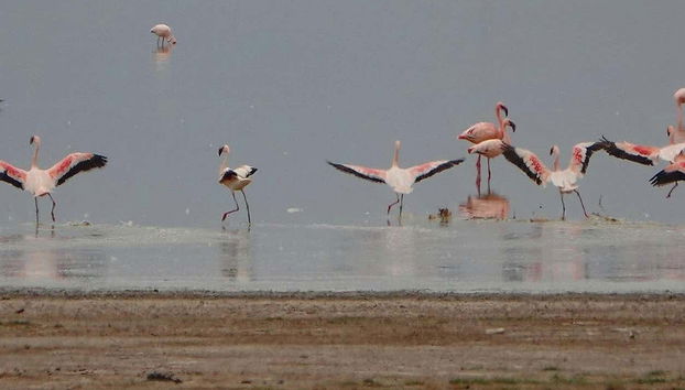 Flamants roses sur la rivière Sus