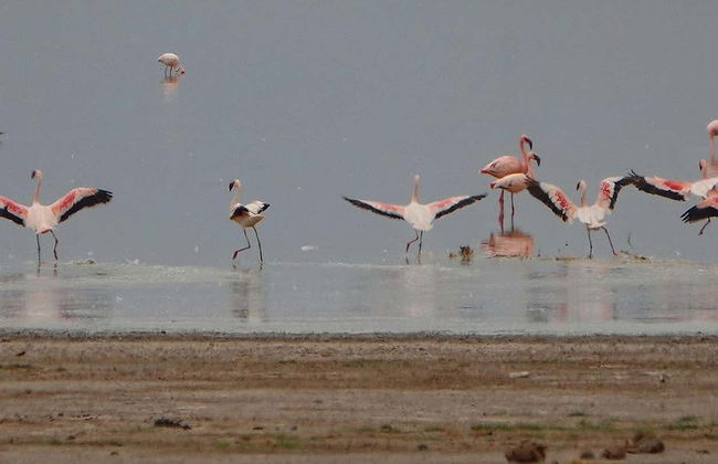 Balade à dos de chameau au coucher du soleil avec dîner - Photo 5