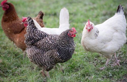 The Tack Room - Foto 14