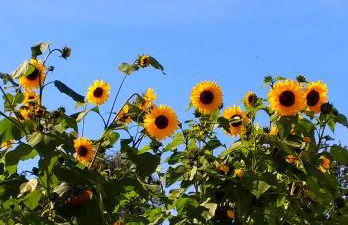 Wohlfühlquartier Louisenlust - Foto 15