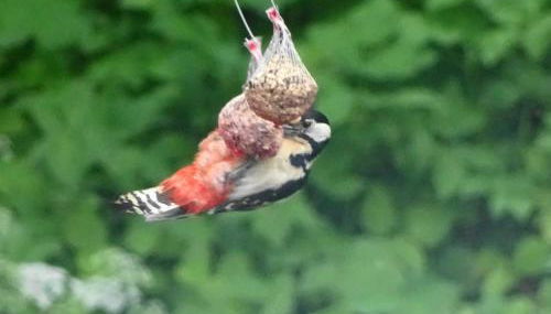 Ferienwohnung Hofstatt - Foto 3