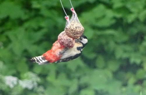 Ferienwohnung Hofstatt - Foto 3