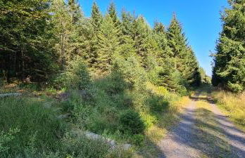 Haus Kellerwald - Ferienwohnung Kellerwald-Edersee - Foto 29