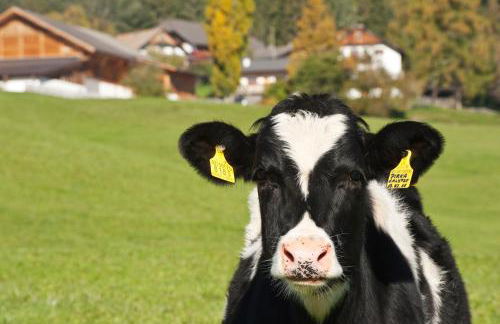 Unterpfaffstall-Hof - Foto 60