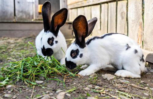 Oberhölzlhof - Foto 20