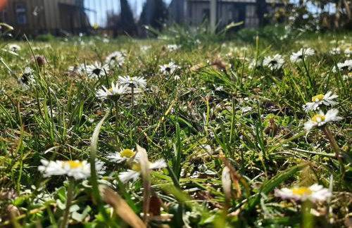 Gartenblick Trebbin - Foto 8