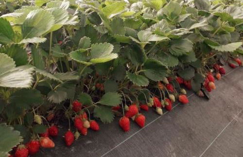 L’île aux fruits en Berry - Foto 31