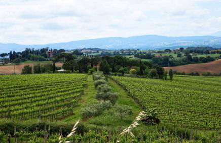 Agriturismo La Terra - Foto 18