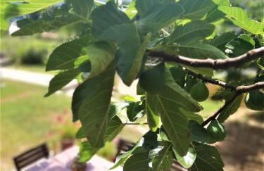 Villa Chanel - Foto 28