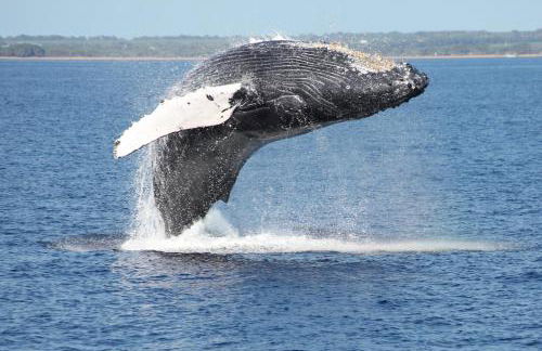 Colony Villas At Waikoloa Beach Resort #1305 3 Bedroom Villa by RedAwning - Foto 118