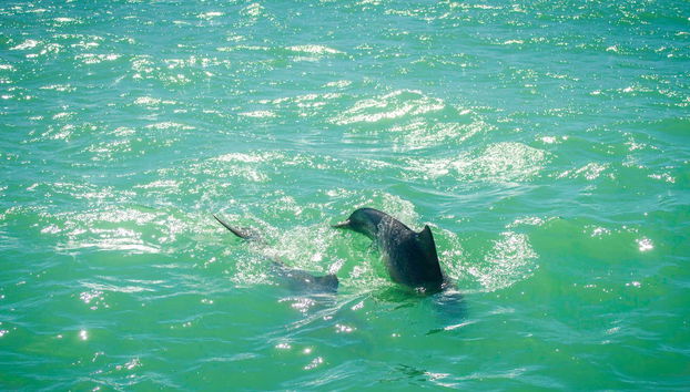 I delfini della spiaggia di Pipa