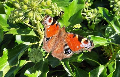 Neugärten - Foto 29