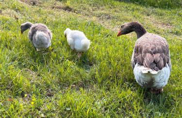 Historic Farmhouse Casa Del Chiodo - Foto 44