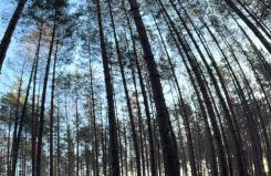 Leśne Zacisze Radawa III - Foto 42