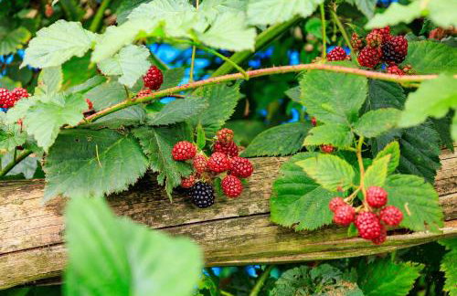 Zielona Zagroda Agnieszka Połeć - Foto 20