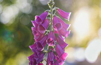 Helle 4 ZKB mit Balkon in Wittlich - Foto 28