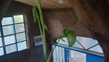 Casa do Arará - Photo 2