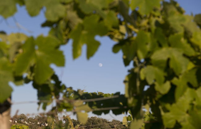 A Serenada Enoturismo - Foto 41