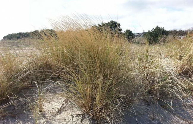 Beach Dune 18 on the Beach - Foto 11