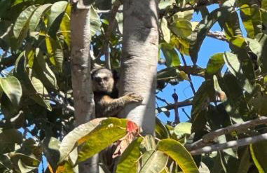 Chalé Ypê roxo Ypês da Serra Chalés - Foto 12