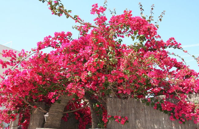 R140 - B5 Manila Resort Jardin - Foto 34