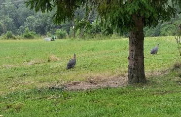 Domek pod Skiełkiem - Photo 28