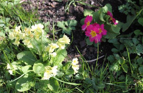 FeWo Alte Post - Foto 10