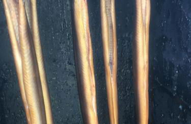 Ferienwohnung mit Terrasse - Insel Usedom - Foto 27