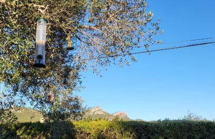 Acacies 25 - Foto 25