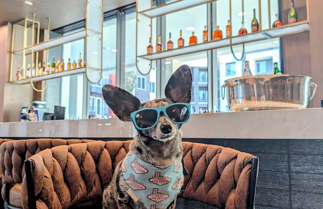 Otonomus Hotel - Las Vegas - Foto 50