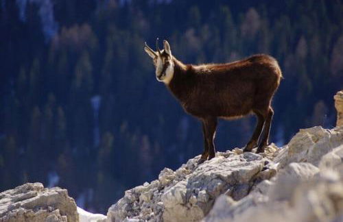 Apartaments Sort Pirineus - Foto 38