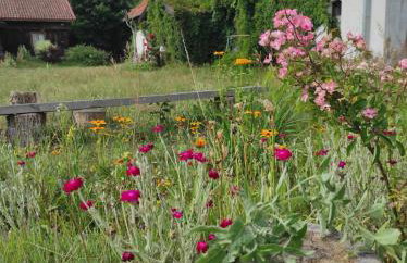 Jabłkowo-na skraju Puszczy Boreckiej ŚNIADANIA W CENIE - Foto 3
