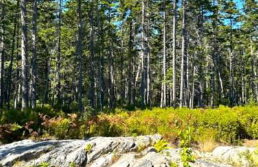 Shackmatack - Foto 8