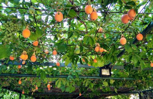 Apartments with parking space Ugljan - 8527 - Foto 15