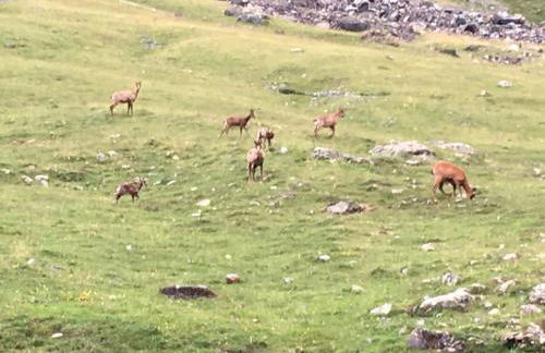 Ski Piau engaly 50 m des pistes de ski et du cœur de station - Foto 19